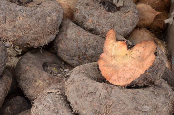 What are the benefits of incorporating starchy foods into a balanced diet? What are the benefits of incorporating starchy foods into a balanced diet?